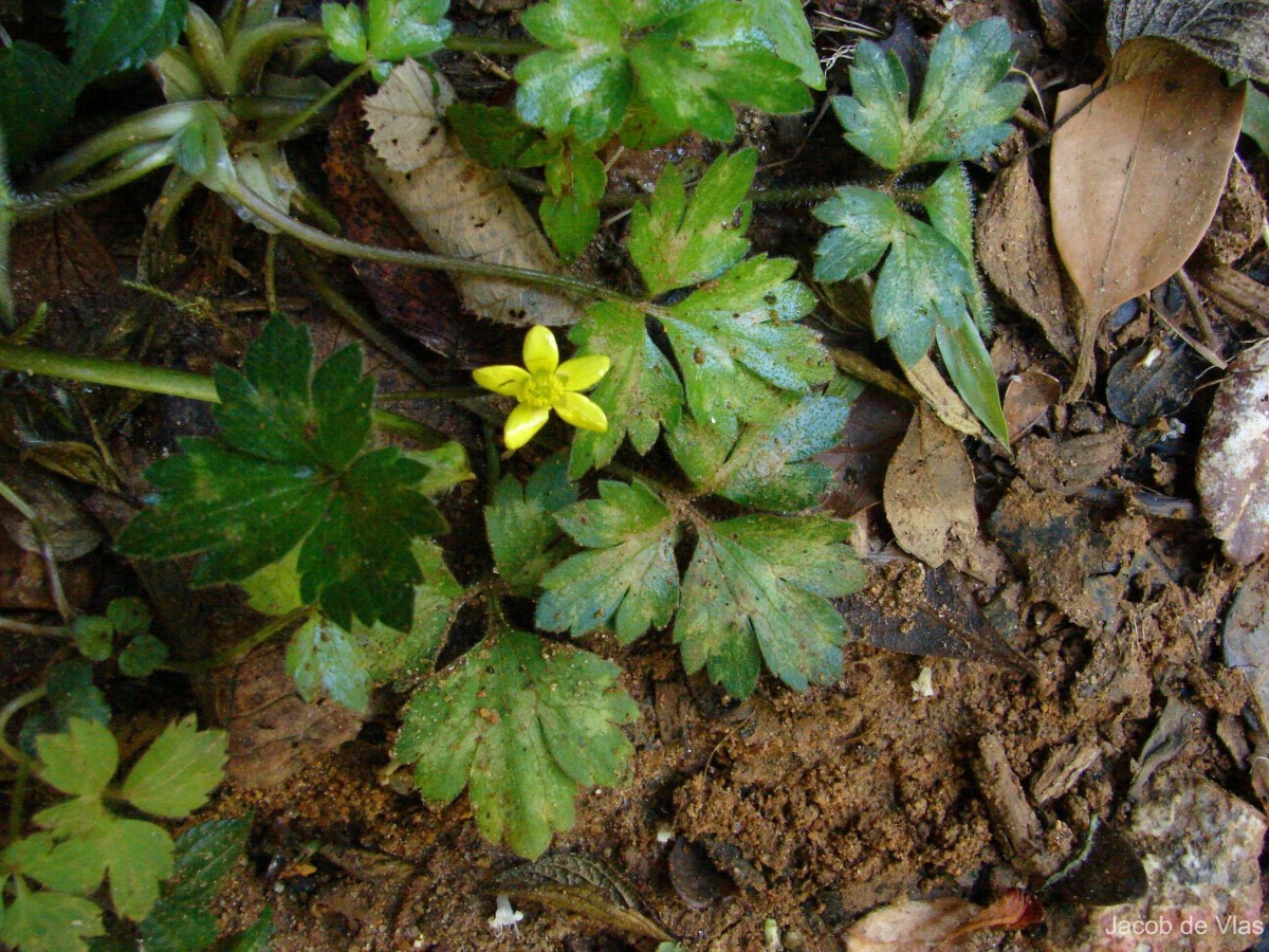 Ranunculus wallichianus Wight & Arn.